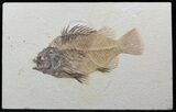 Large Priscacara Serrata Fossil Fish - Wyoming #44541-1
